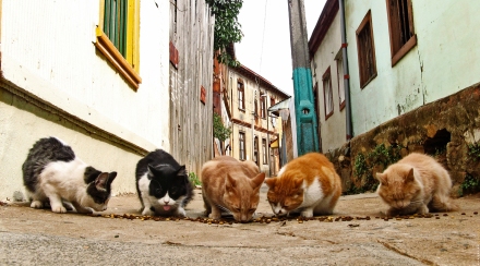 gatos de rua