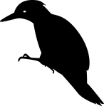 pajaro negro, black bird